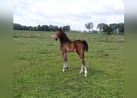 Deutsches Sportpferd, Hengst, , 168 cm, Brauner