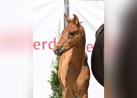 Deutsches Sportpferd, Hengst, , 168 cm, Fuchs