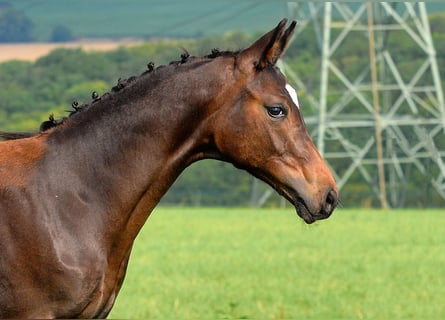 Deutsches Sportpferd, Hengst, Fohlen (04/2025), 170 cm, Dunkelbrauner