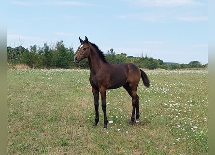 Deutsches Sportpferd, Hengst, Fohlen (03/2026), 170 cm, Kann Schimmel werden