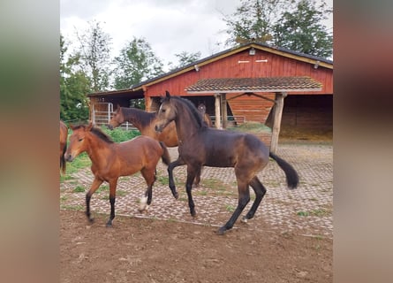 Deutsches Sportpferd, Hengst, Fohlen (03/2026), 170 cm, Kann Schimmel werden
