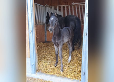 Deutsches Sportpferd, Hengst, , 170 cm, Rappe
