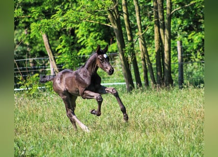 Deutsches Sportpferd, Hengst, Fohlen (05/2024), 170 cm, Rappe