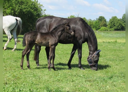 Deutsches Sportpferd, Hengst, , 170 cm, Rappe
