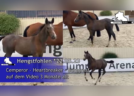 Deutsches Sportpferd, Hengst, Fohlen (05/2023), 170 cm, Schimmel