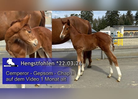 Deutsches Sportpferd, Hengst, Fohlen (03/2026), 170 cm