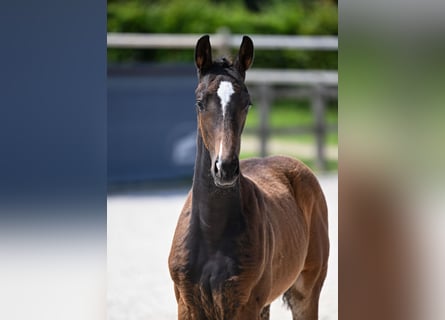 Deutsches Sportpferd, Hengst, , 173 cm, Schwarzbrauner