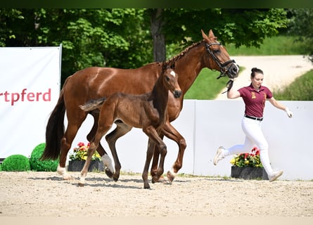 Deutsches Sportpferd, Hengst, , Brauner