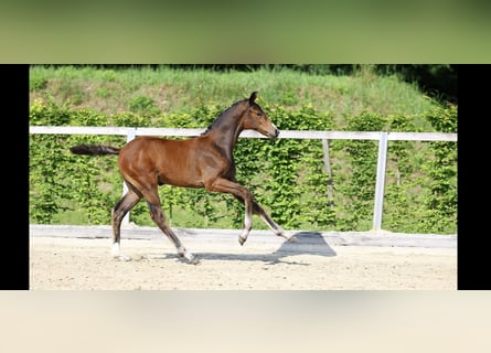 Deutsches Sportpferd, Hengst, , Brauner