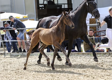 Deutsches Sportpferd, Hengst, Fohlen (04/2024), Brauner