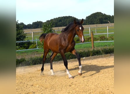 Deutsches Sportpferd, Hengst, Fohlen (03/2023), Brauner