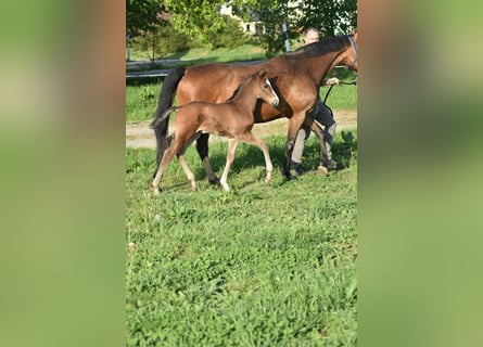 Deutsches Sportpferd, Hengst, Fohlen (04/2024), Brauner