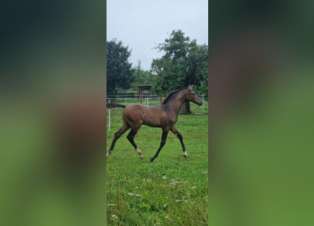 Deutsches Sportpferd, Hengst, Fohlen (04/2025), Brauner