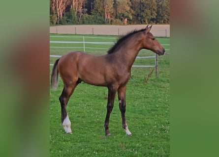 Deutsches Sportpferd, Hengst, Fohlen (04/2025), Brauner