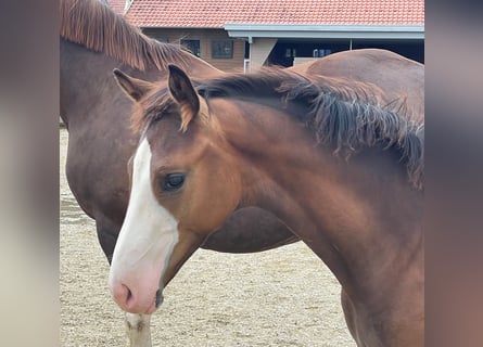 Deutsches Sportpferd, Hengst, Fohlen (03/2025), Brauner