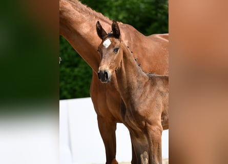 Deutsches Sportpferd, Hengst, Fohlen (04/2025)
