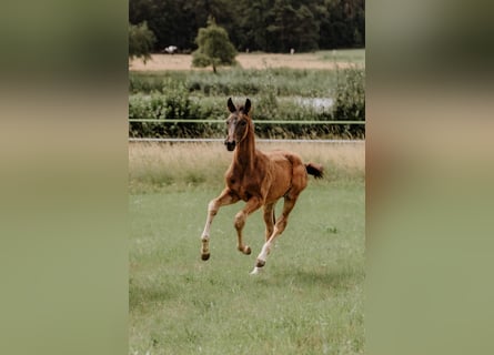 Deutsches Sportpferd, Hengst, Fohlen (04/2024), Dunkelbrauner