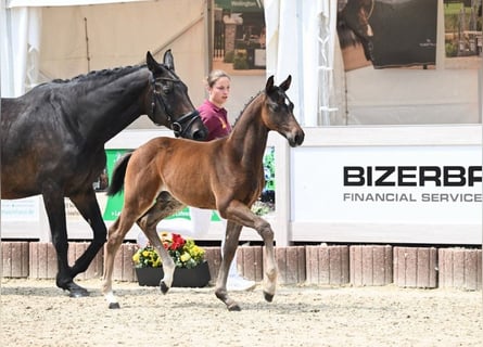 Deutsches Sportpferd, Hengst, Fohlen (04/2025), Dunkelbrauner