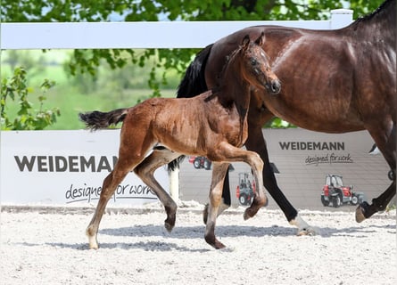 Deutsches Sportpferd, Hengst, Fohlen (04/2025), Dunkelbrauner