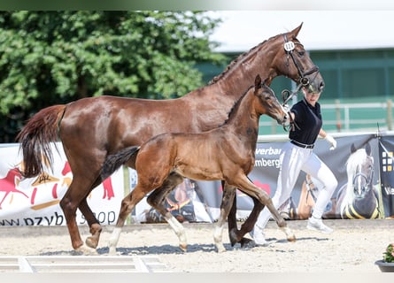 Deutsches Sportpferd, Hengst, Fohlen (04/2026), Dunkelbrauner