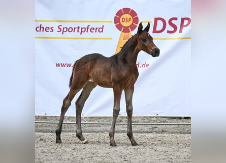 Deutsches Sportpferd, Hengst, Fohlen (04/2024), Dunkelbrauner
