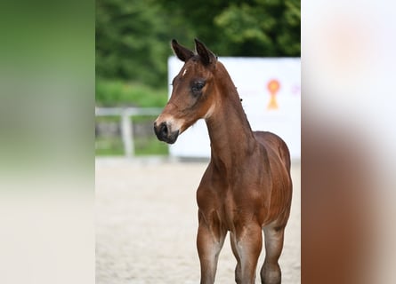 Deutsches Sportpferd, Hengst, Fohlen (05/2024), Dunkelbrauner