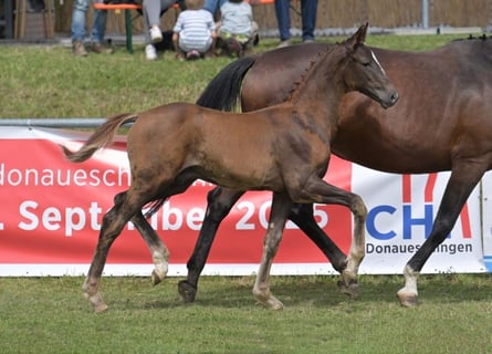 Deutsches Sportpferd, Hengst, Fohlen (04/2025), Dunkelfuchs
