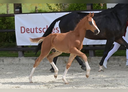 Deutsches Sportpferd, Hengst, Fohlen (03/2024), Dunkelfuchs