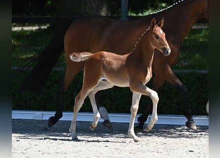 Deutsches Sportpferd, Hengst, , Dunkelfuchs