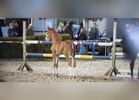 Deutsches Sportpferd, Hengst, Fohlen (06/2026), Fuchs