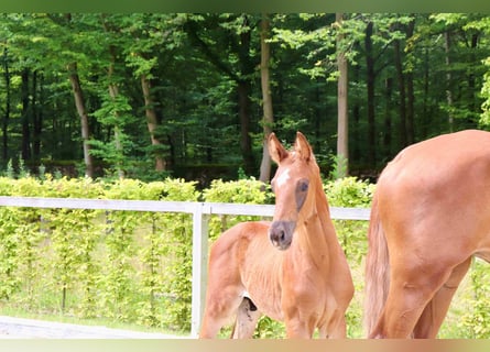 Deutsches Sportpferd, Hengst, Fohlen (06/2024), Fuchs