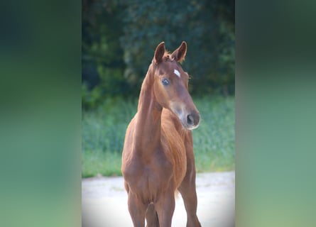 Deutsches Sportpferd, Hengst, Fohlen (05/2026), Fuchs