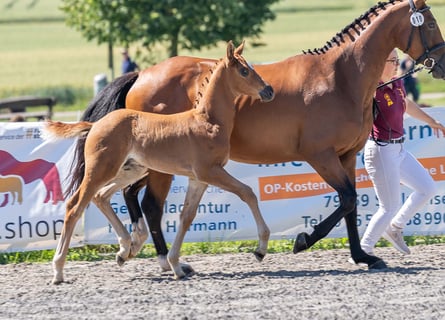 Deutsches Sportpferd, Hengst, Fohlen (05/2025), Fuchs