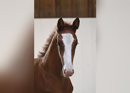 Deutsches Sportpferd, Hengst, Fohlen (06/2025), Fuchs