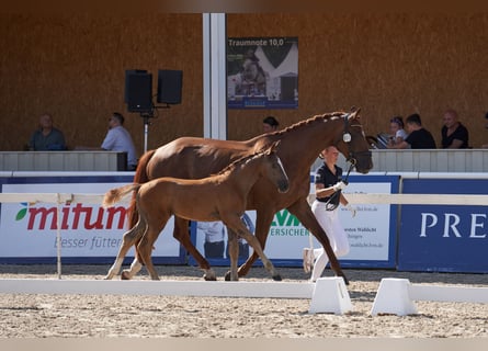 Deutsches Sportpferd, Hengst, Fohlen (05/2026), Kann Schimmel werden
