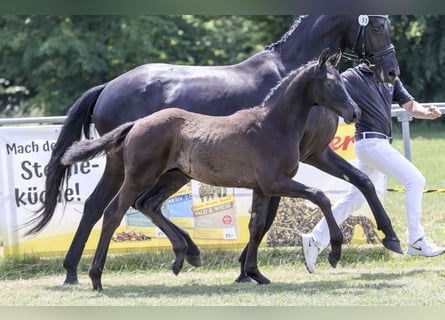 Deutsches Sportpferd, Hengst, Fohlen (03/2025), Rappe