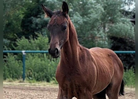 Deutsches Sportpferd, Hengst, Fohlen (05/2026), Rappe