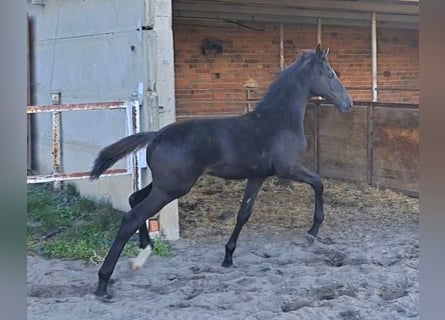 Deutsches Sportpferd, Hengst, Fohlen (05/2025), Rappe