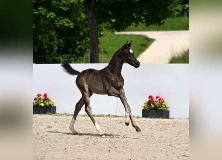 Deutsches Sportpferd, Hengst, , Rappe