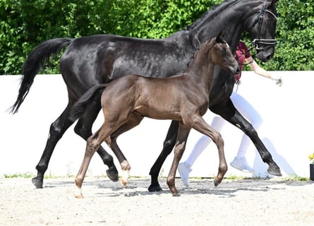 Deutsches Sportpferd, Hengst, Fohlen (04/2025), Schwarzbrauner
