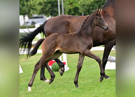 Deutsches Sportpferd, Hengst, Fohlen (05/2026), Schwarzbrauner