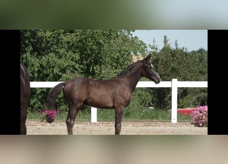 Deutsches Sportpferd, Hengst, Fohlen (05/2026), Schwarzbrauner