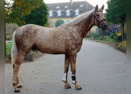 Deutsches Sportpferd, Hengst, 16 Jahre, 170 cm, Palomino