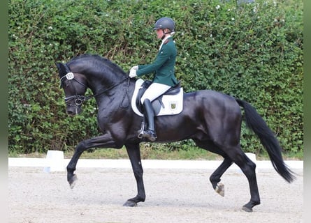 Deutsches Sportpferd, Hengst, 11 Jahre, 170 cm, Rappe