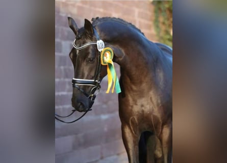 Deutsches Sportpferd, Hengst, 9 Jahre, 170 cm, Rappe