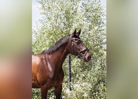 Deutsches Sportpferd, Stute, 10 Jahre, 164 cm, Dunkelbrauner