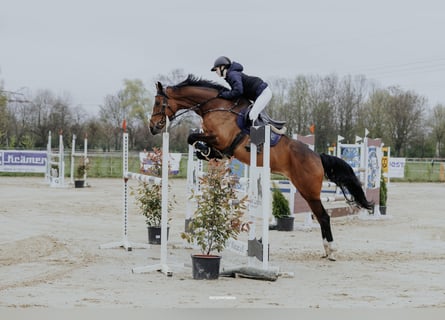 Deutsches Sportpferd, Stute, 10 Jahre, 166 cm, Brauner