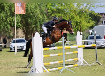 Deutsches Sportpferd, Stute, 10 Jahre, 166 cm, Brauner