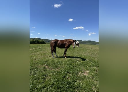 Deutsches Sportpferd, Stute, 10 Jahre, 167 cm, Dunkelfuchs