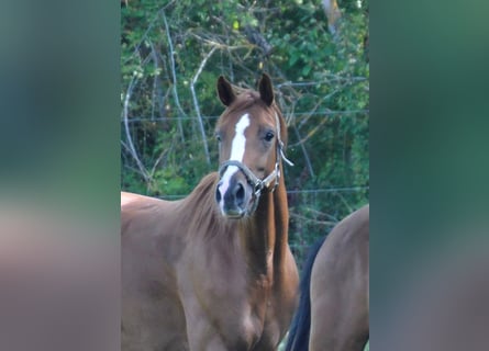 Deutsches Sportpferd, Stute, 10 Jahre, 167 cm, Fuchs